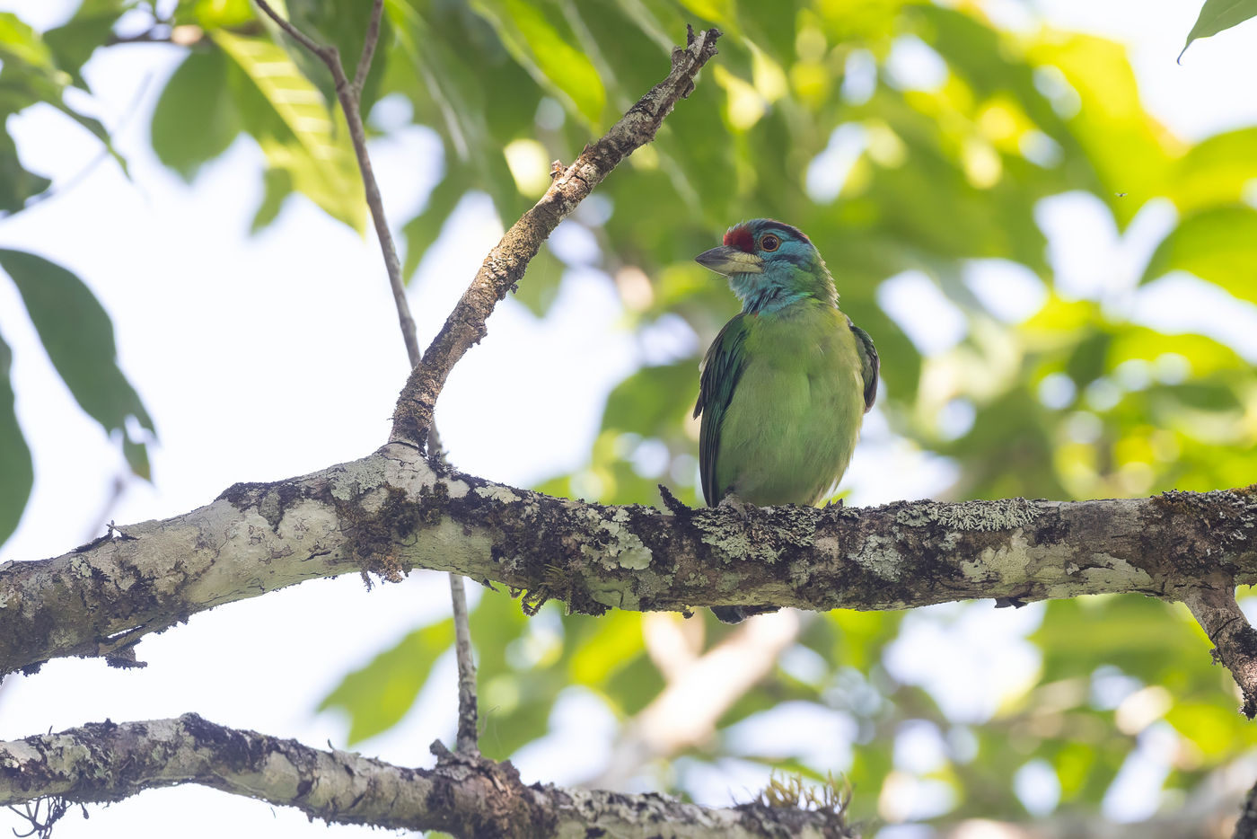 Blue-throated barbet © Jan-Peter Kelder