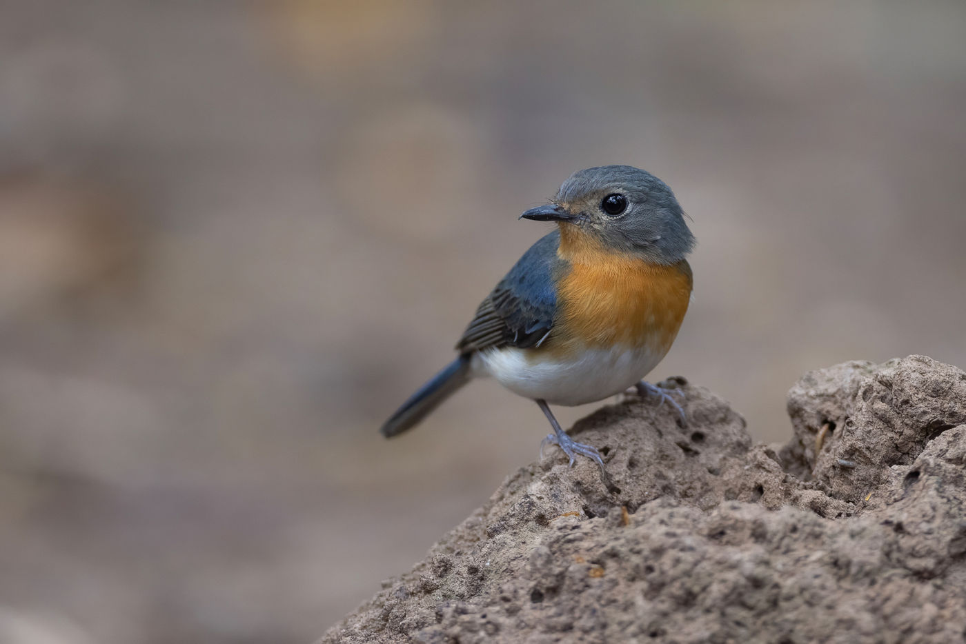 Indochinese blue flycatcher © Jan-Peter Kelder