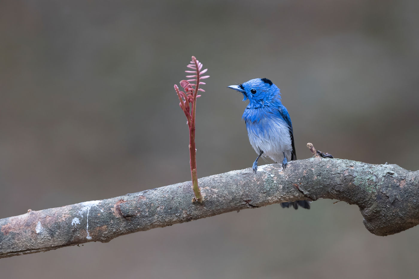 Black-naped monarch © Jan-Peter Kelder