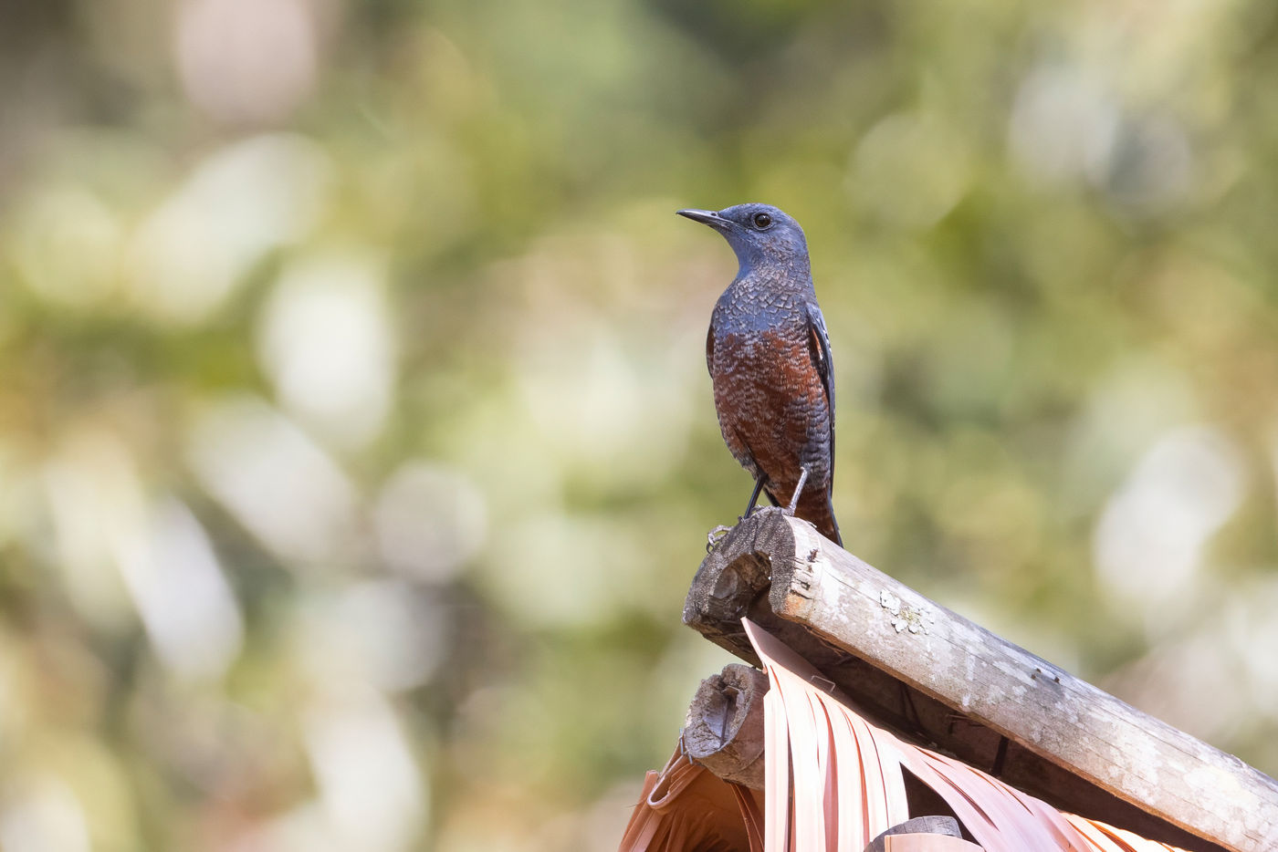Blue rock thrush © Jan-Peter Kelder