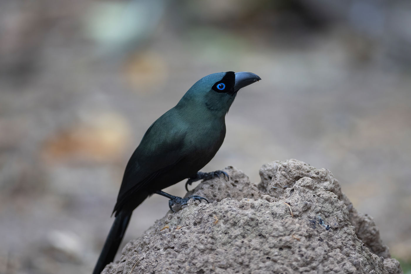 Racket-tailed treepie © Jan-Peter Kelder