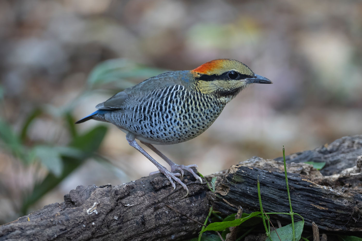 Blue pitta © Jan-Peter Kelder