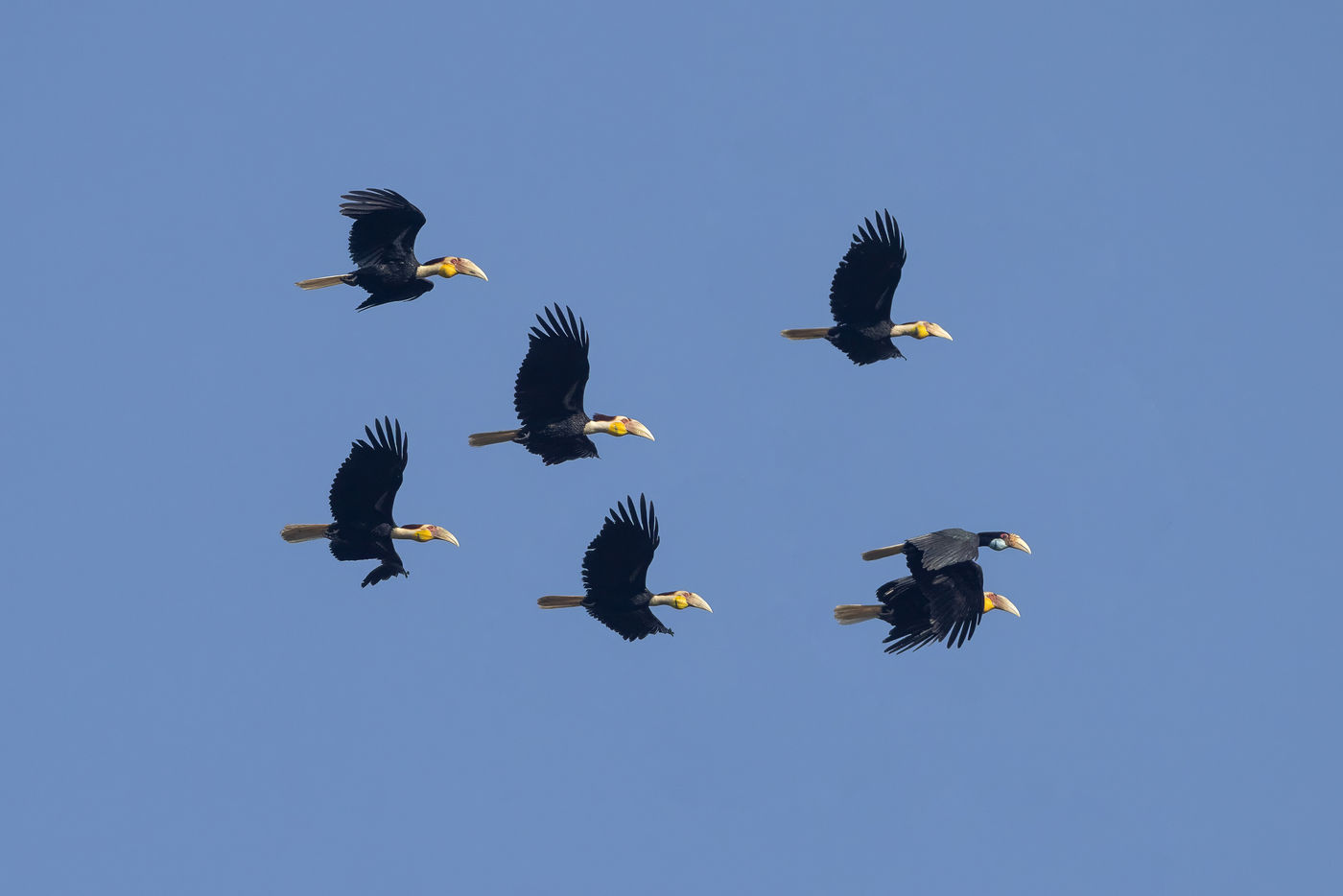 Wreathed hornbill © Jan-Peter Kelder