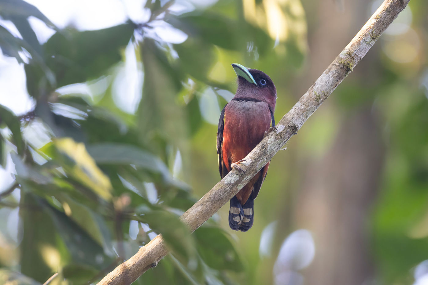 Banded broadbill © Jan-Peter Kelder