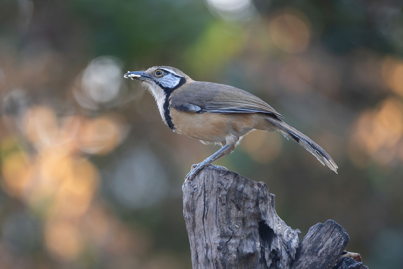Greater necklaced laughingthrush © Jan-Peter Kelder