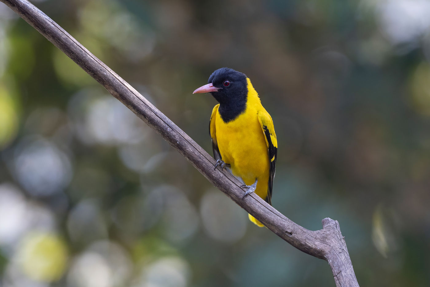 Black-hooded oriole © Jan-Peter Kelder