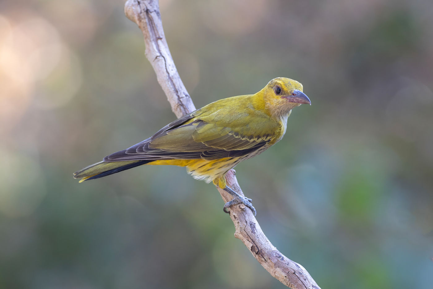 Black-naped oriole © Jan-Peter Kelder