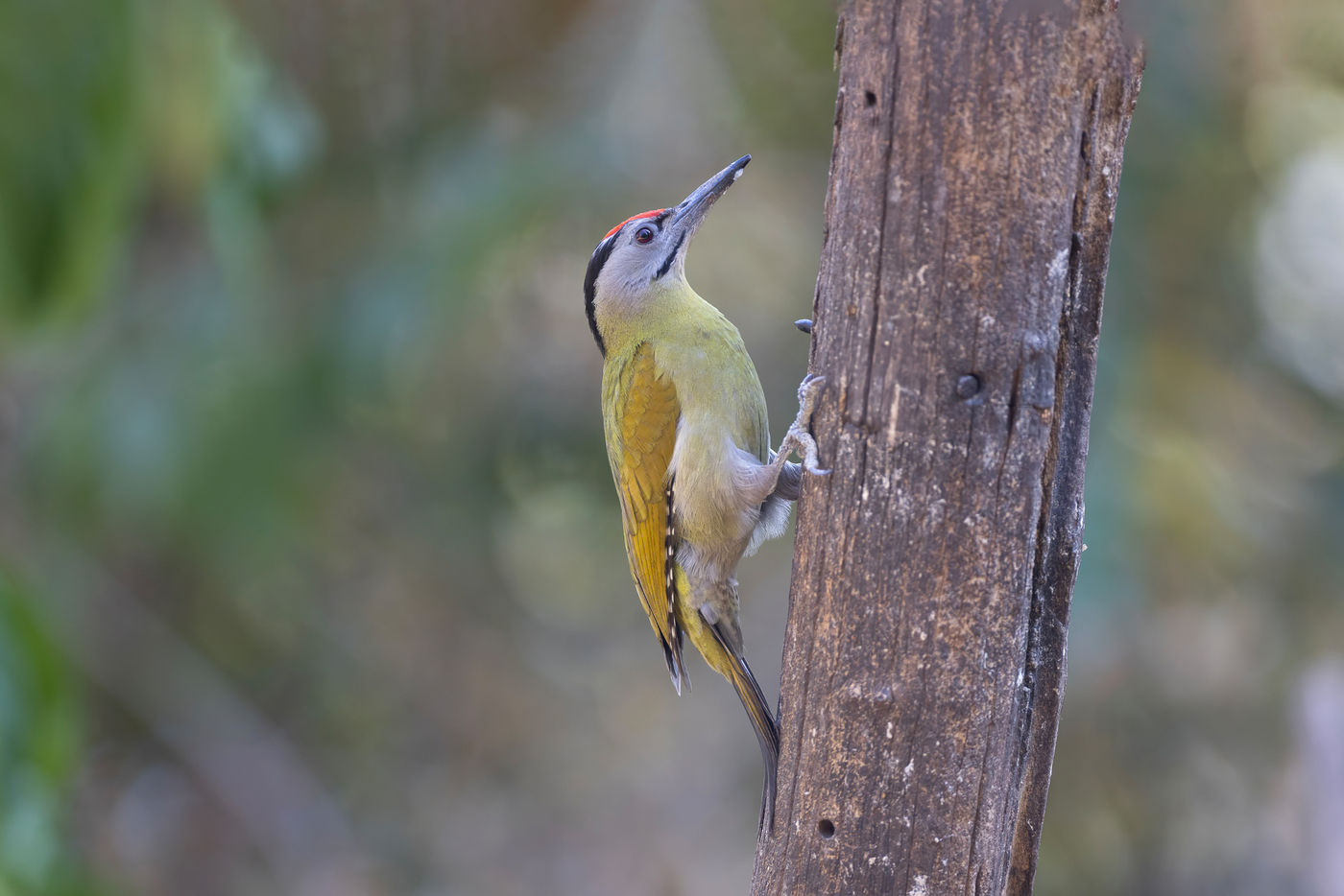 Grey-headed woodpecker © Jan-Peter Kelder