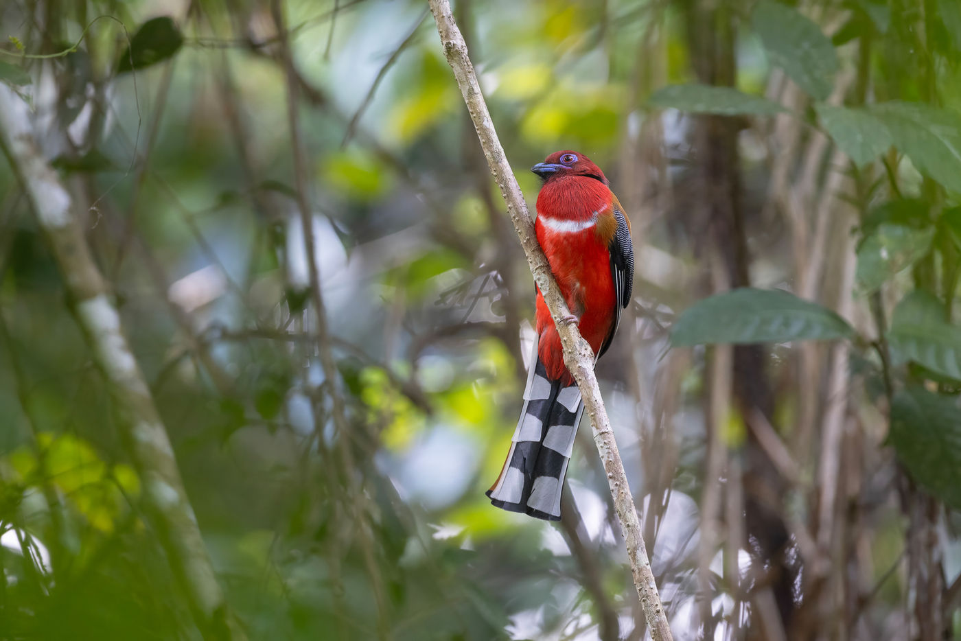 Red-headed trogon © Jan-Peter Kelder