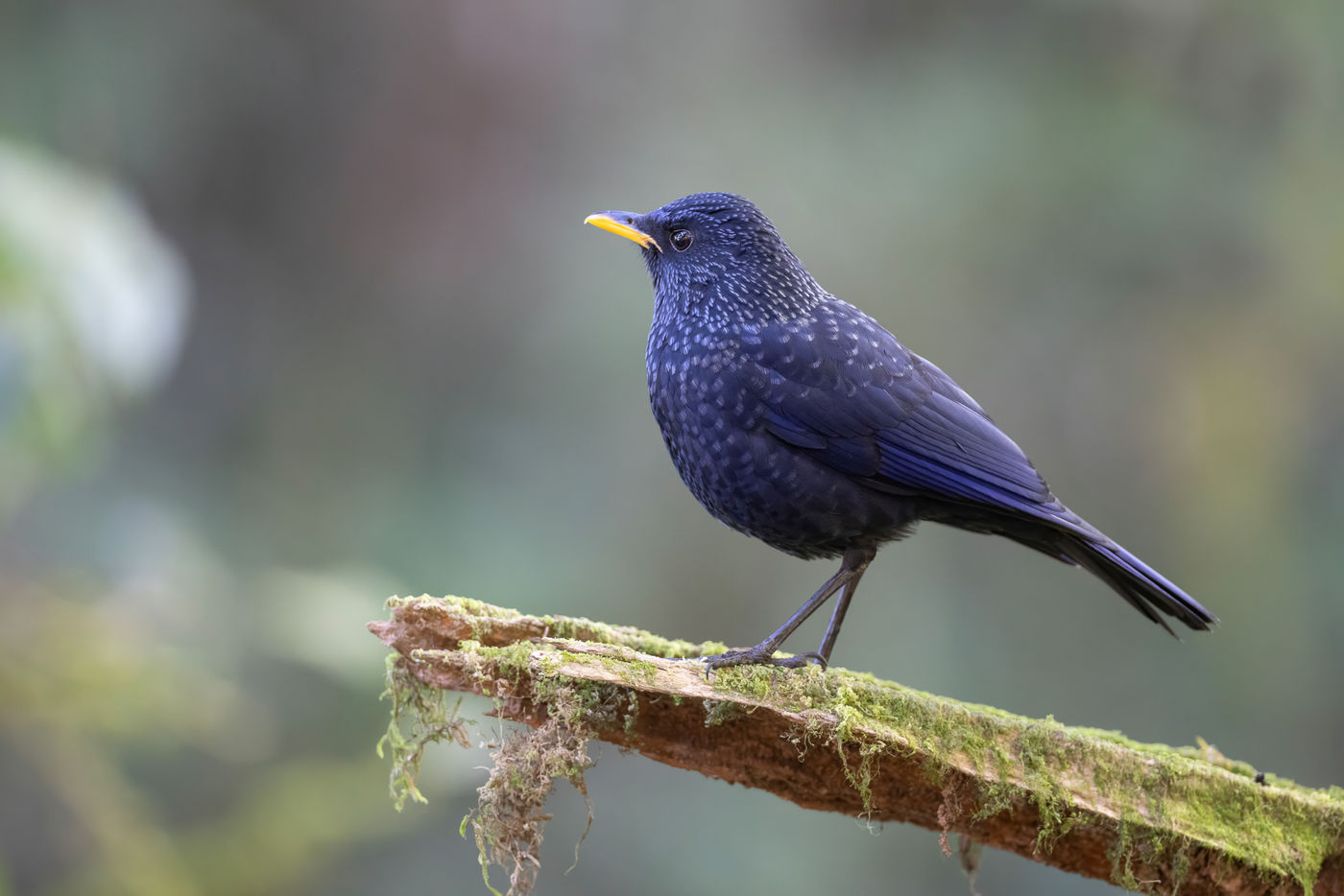 Blue whistling thrush © Jan-Peter Kelder
