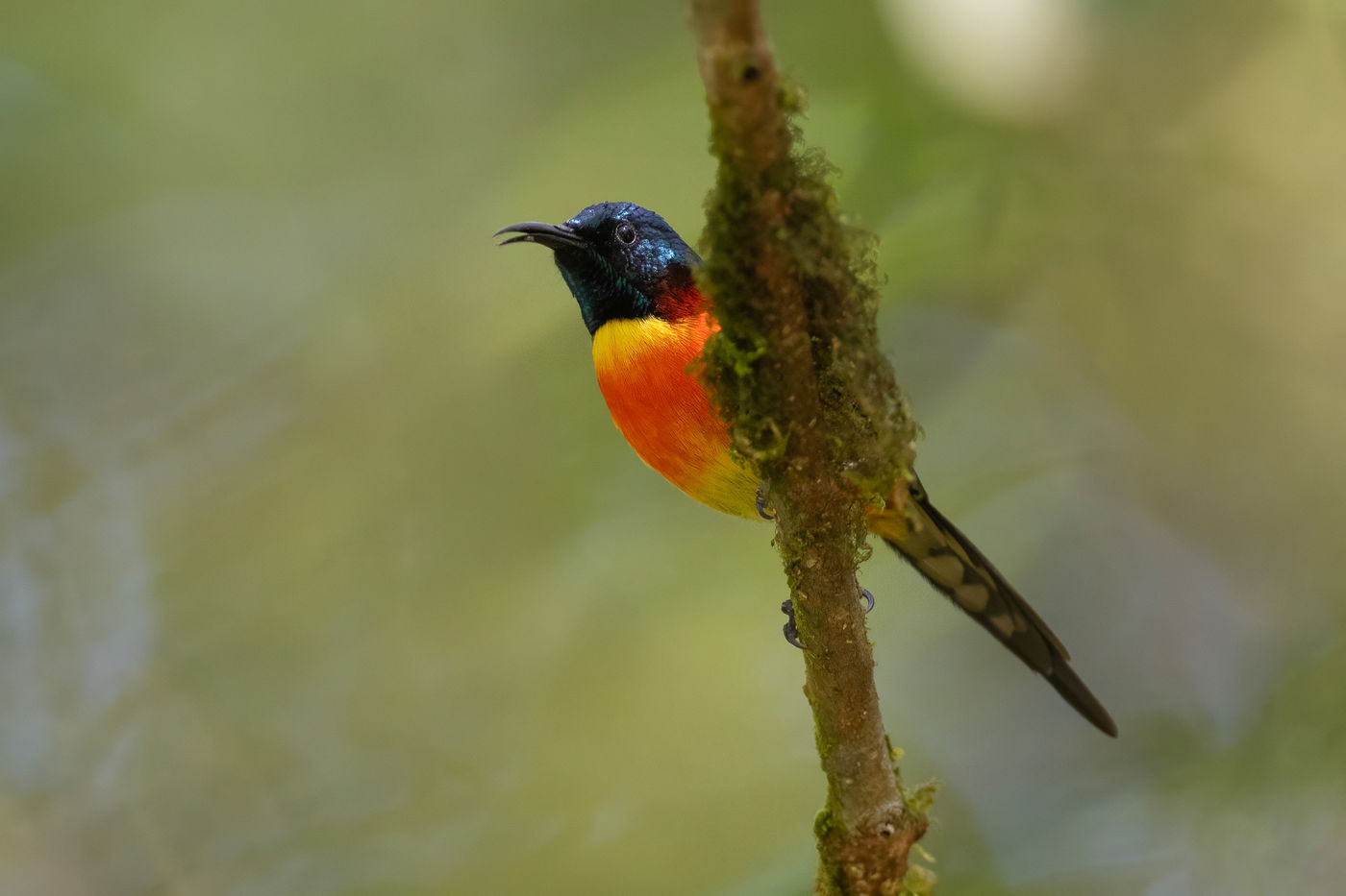 Green-tailed sunbird © Jan-Peter Kelder