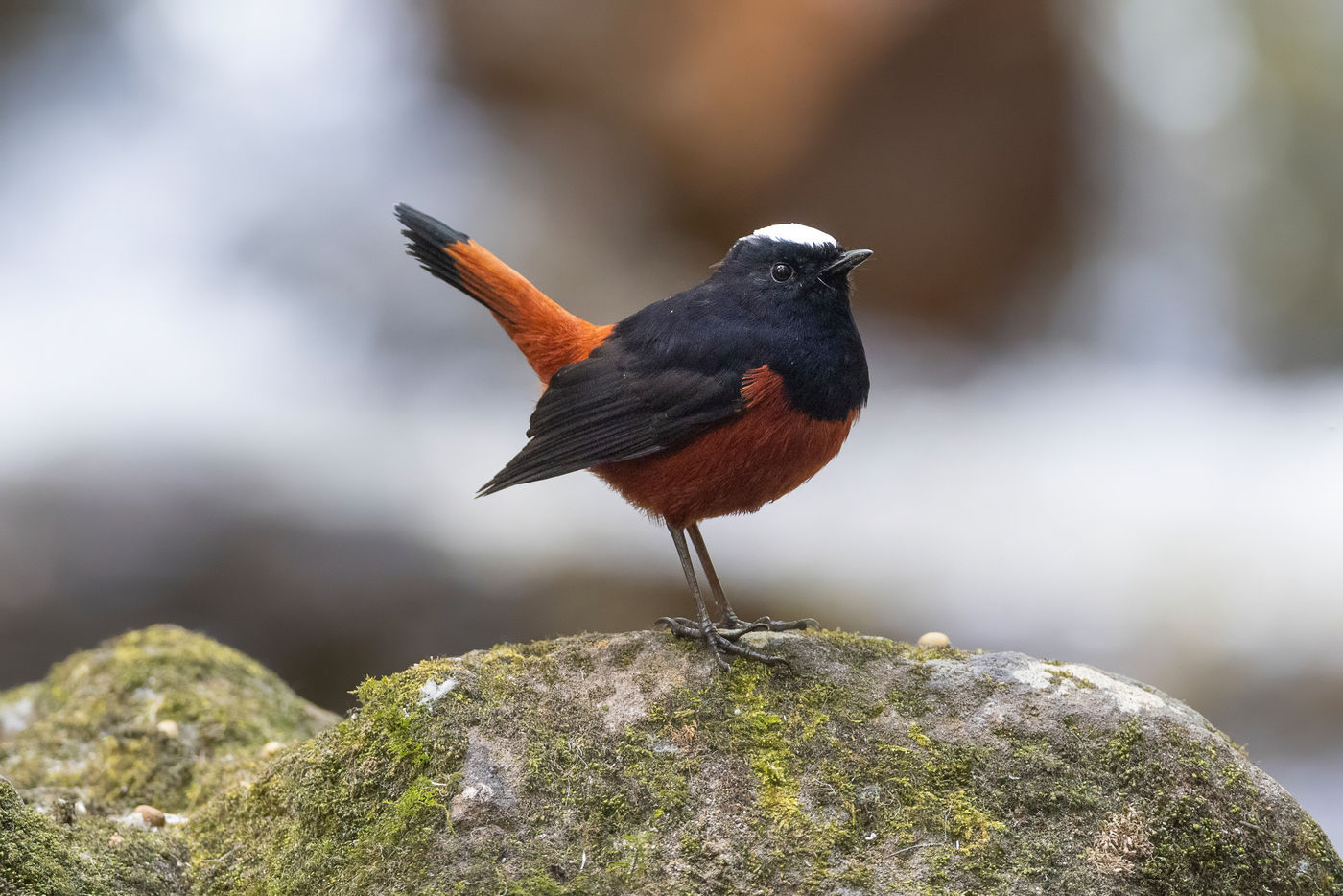 White capped redstart © Jan-Peter Kelder