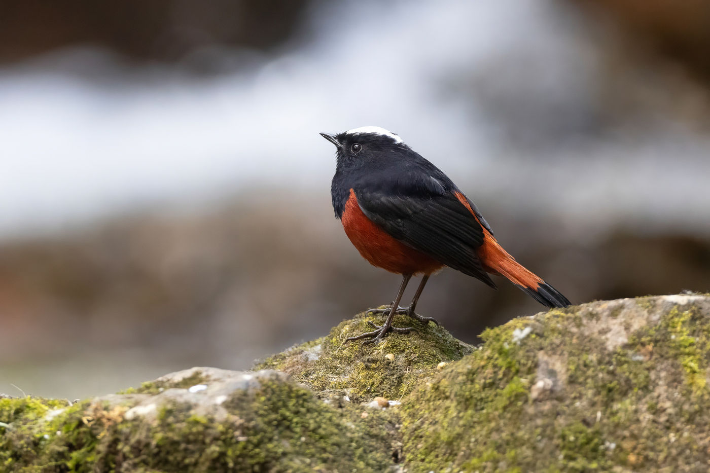 White capped redstart © Jan-Peter Kelder