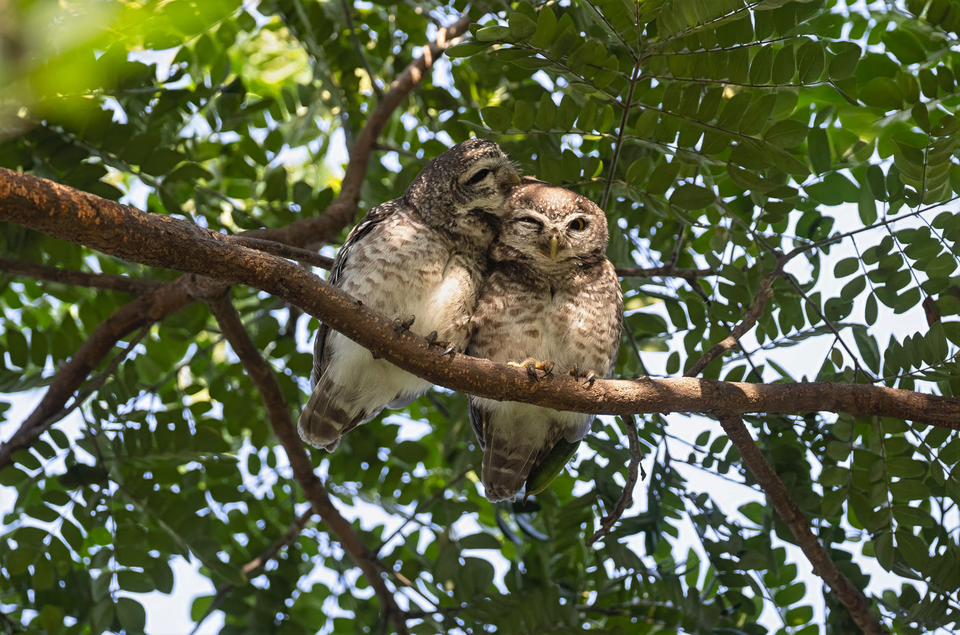 Spotted owlets © Jan-Peter Kelder