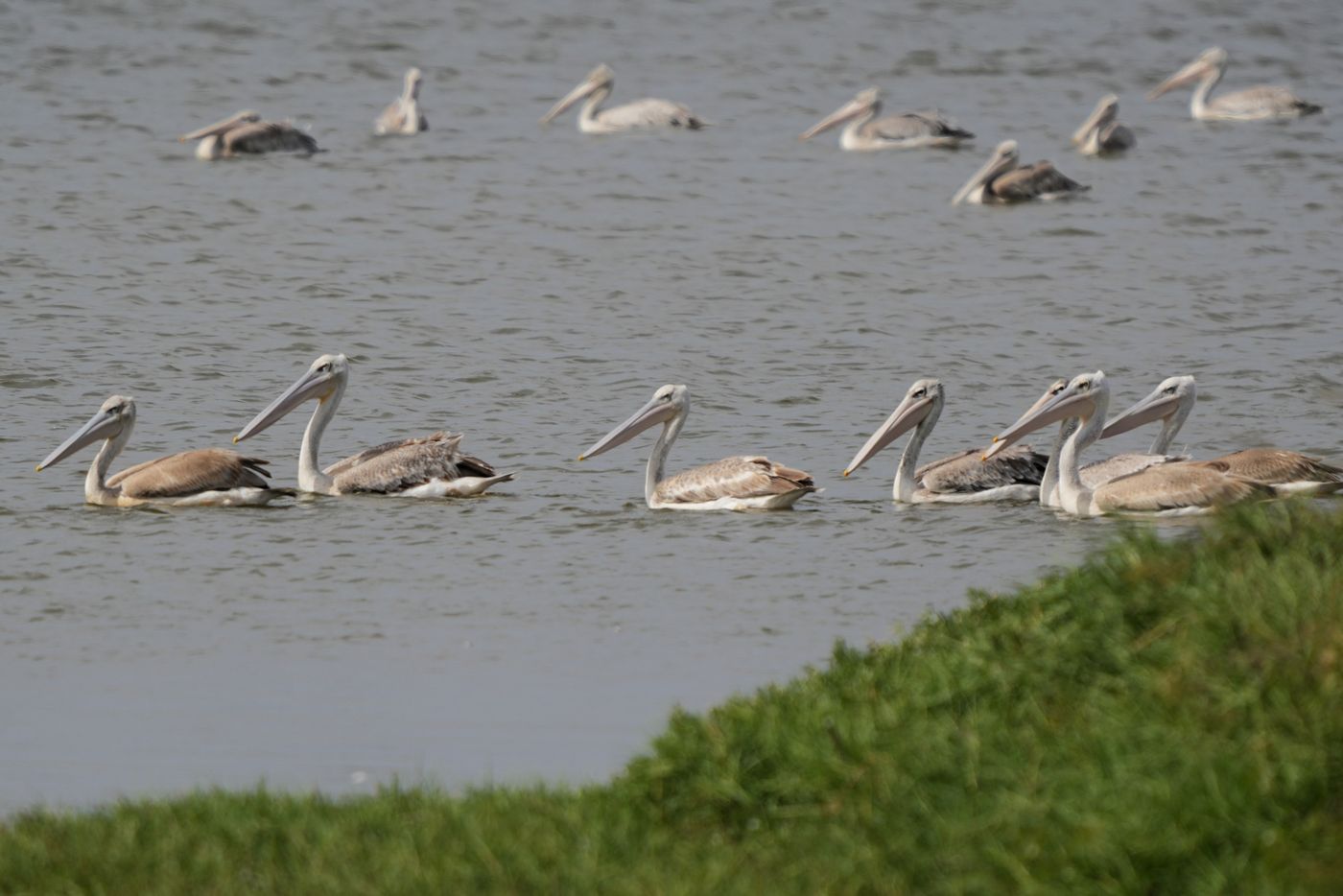 Pink-backed pelican