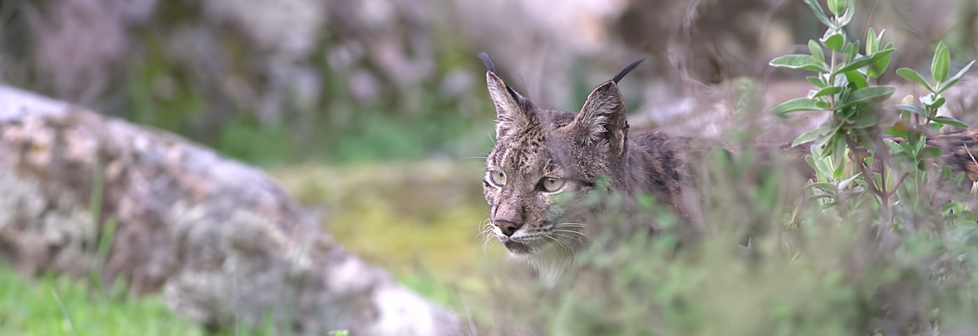 Vrouwtjeslynx Nigeria © Jan Kelchtermans