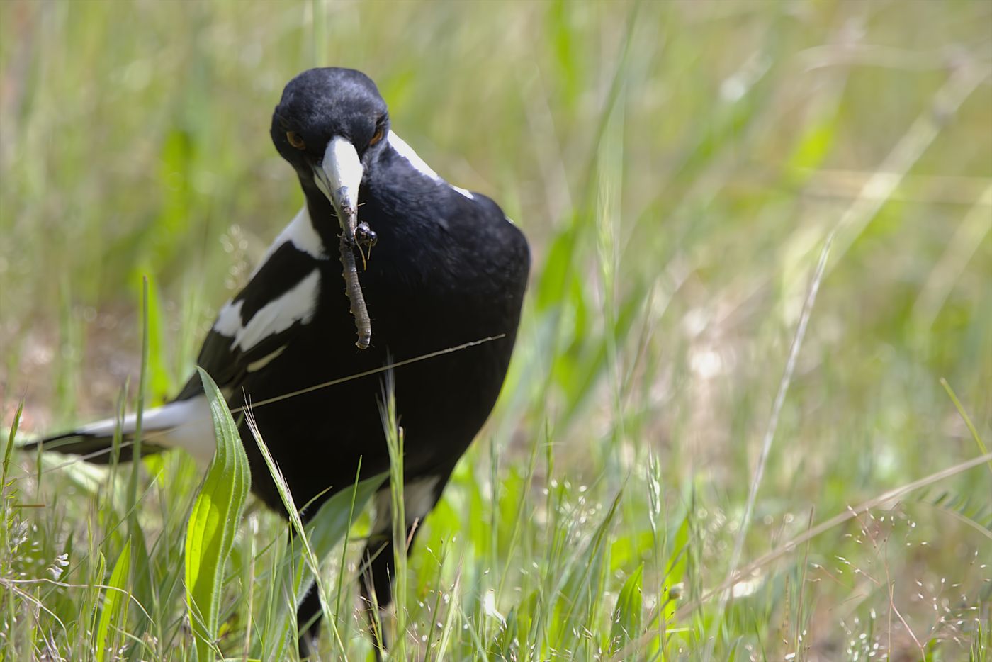 Australian magpie © Jan Kelchtermans