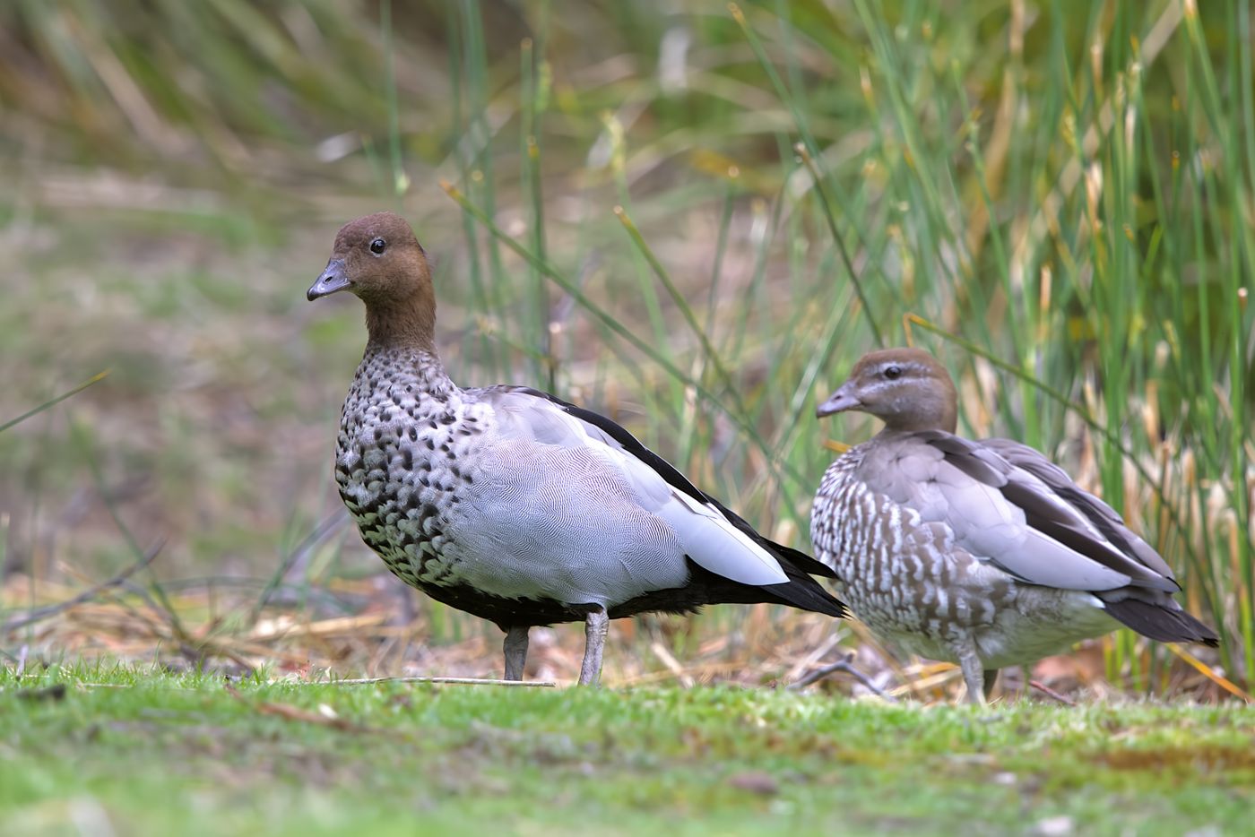 Australian wood ducks © Jan Kelchtermans