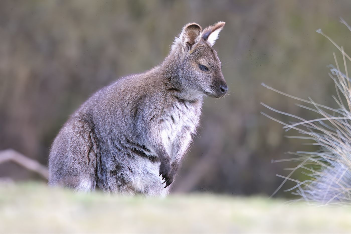 Bennett’s wallabie © Jan Kelchtermans