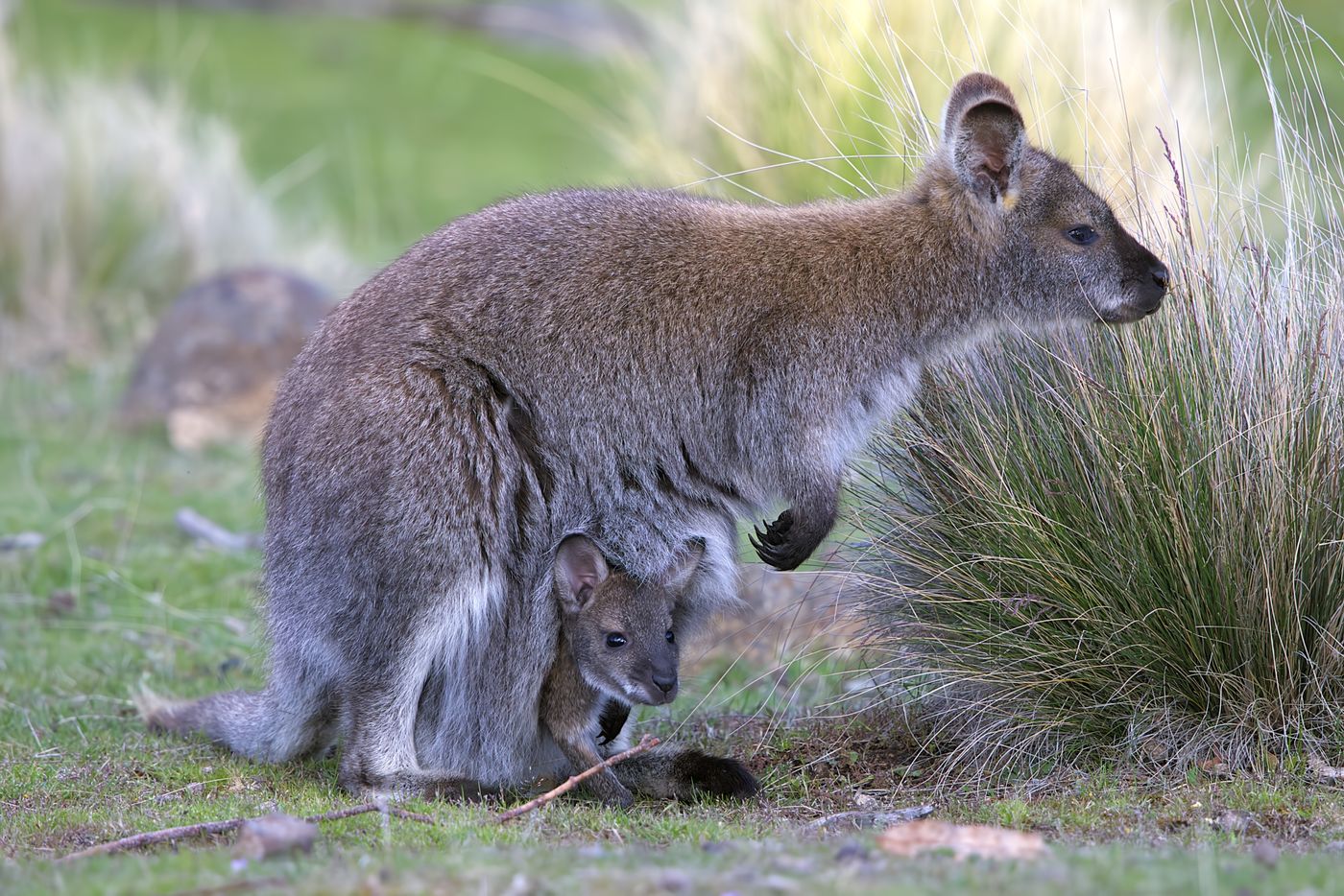 Benett's wallabie © Jan Kelchtermans