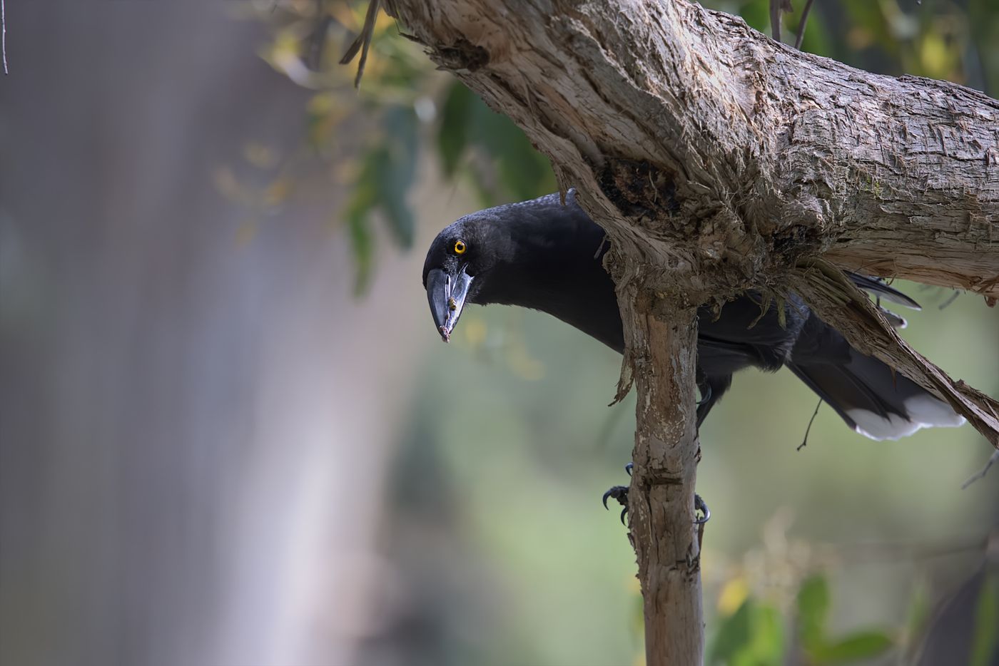 Black Currawong © Jan Kelchtermans