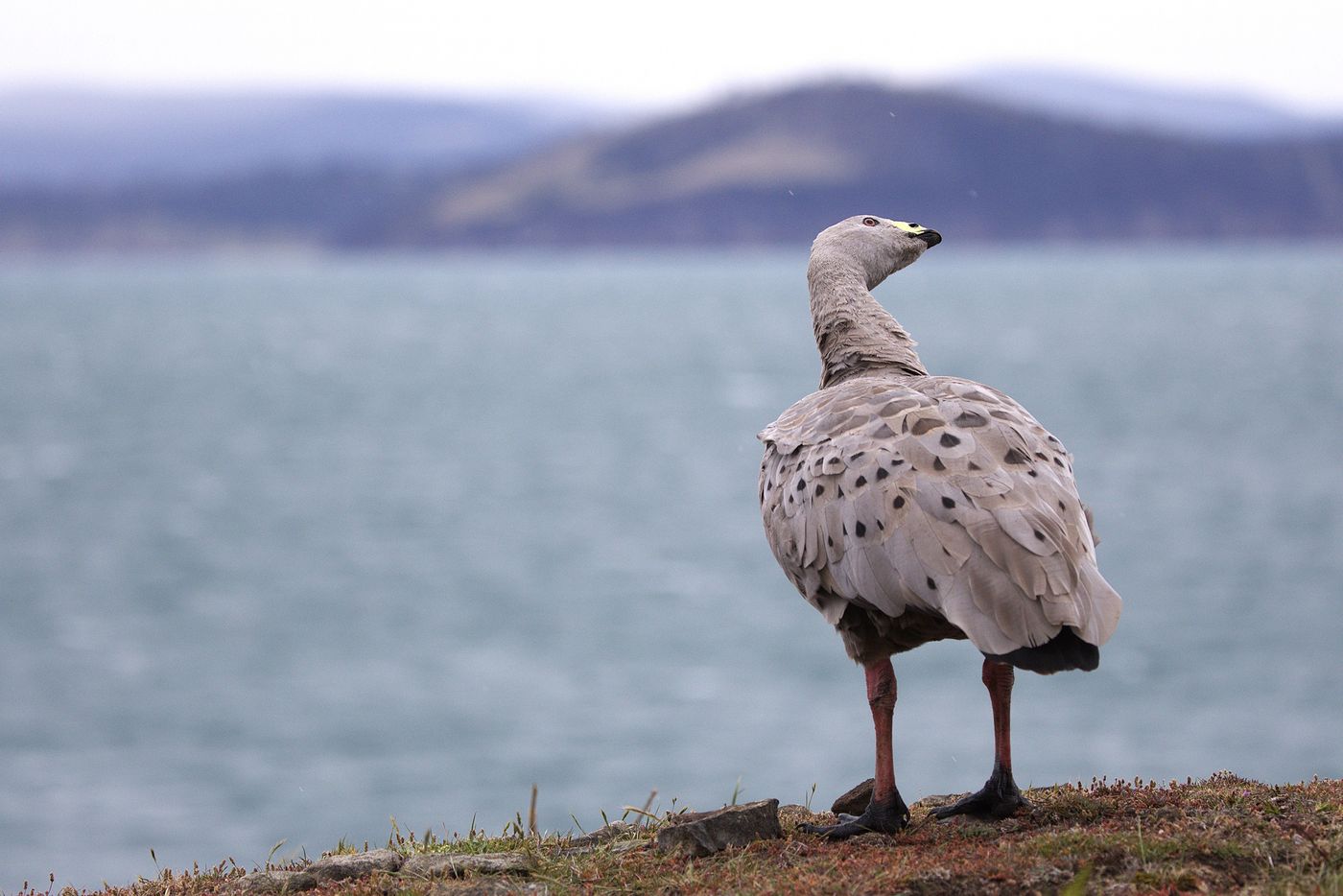 Cape Barren Goose © Jan Kelchtermans