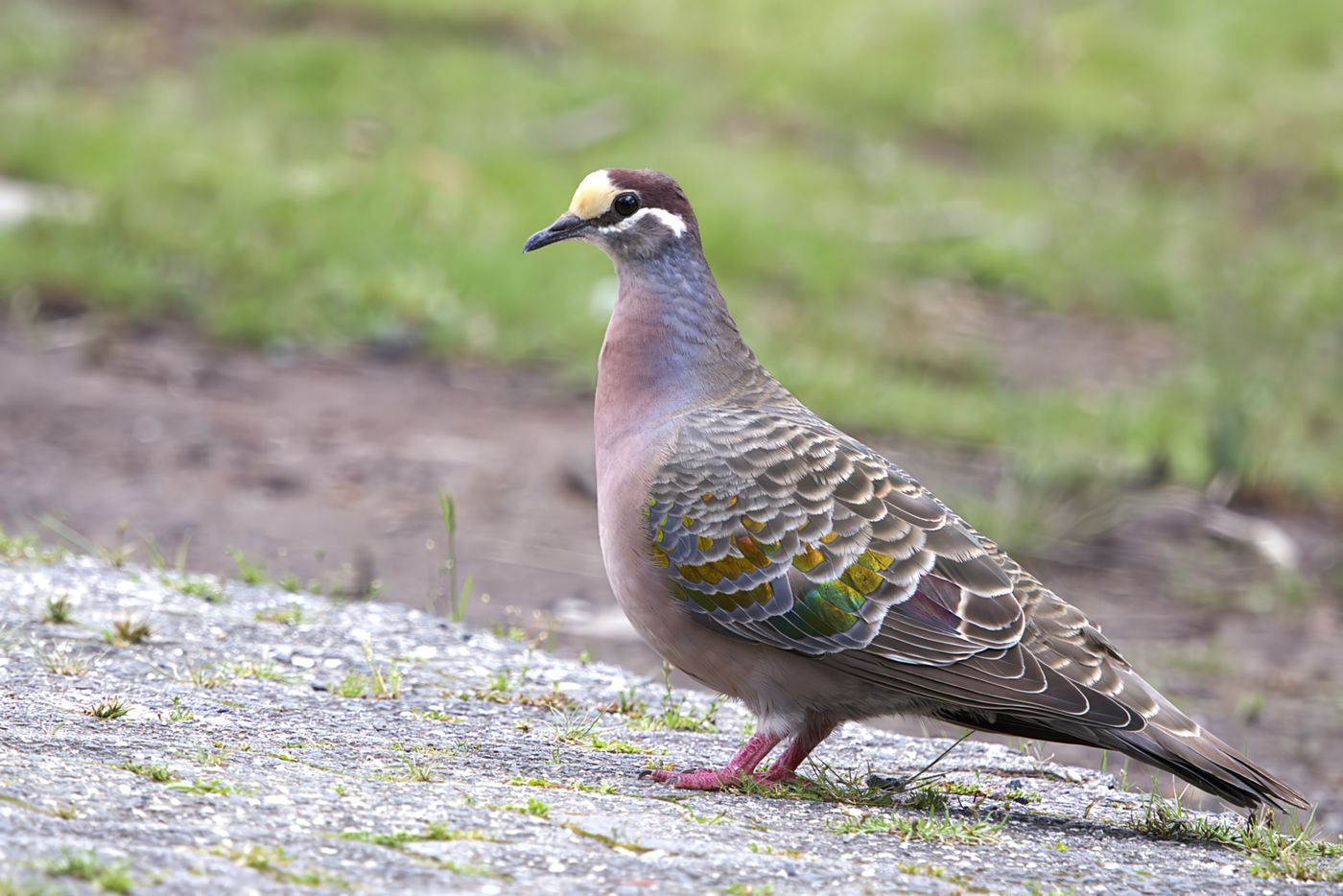 Common Bronzewing © Jan Kelchtermans