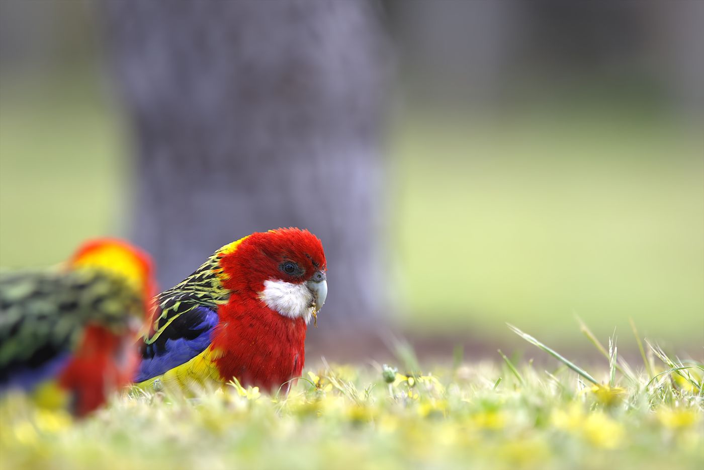 Eastern rosella © Jan Kelchtermans