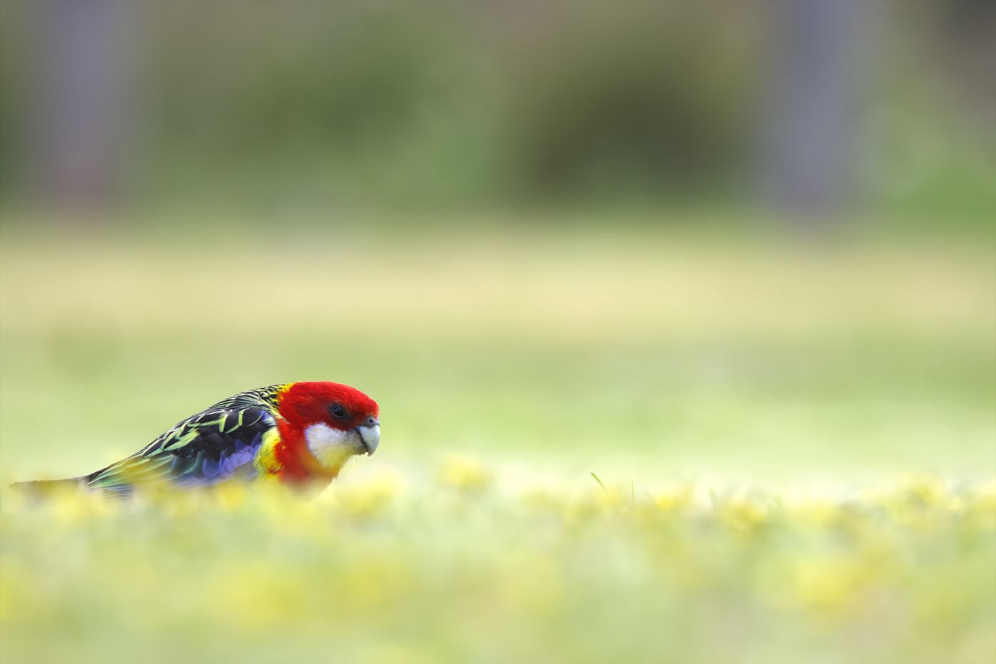 Eastern rosella © Jan Kelchtermans