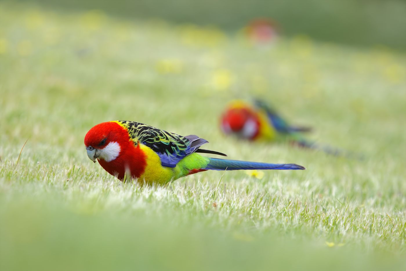 Eastern rosella © Jan Kelchtermans