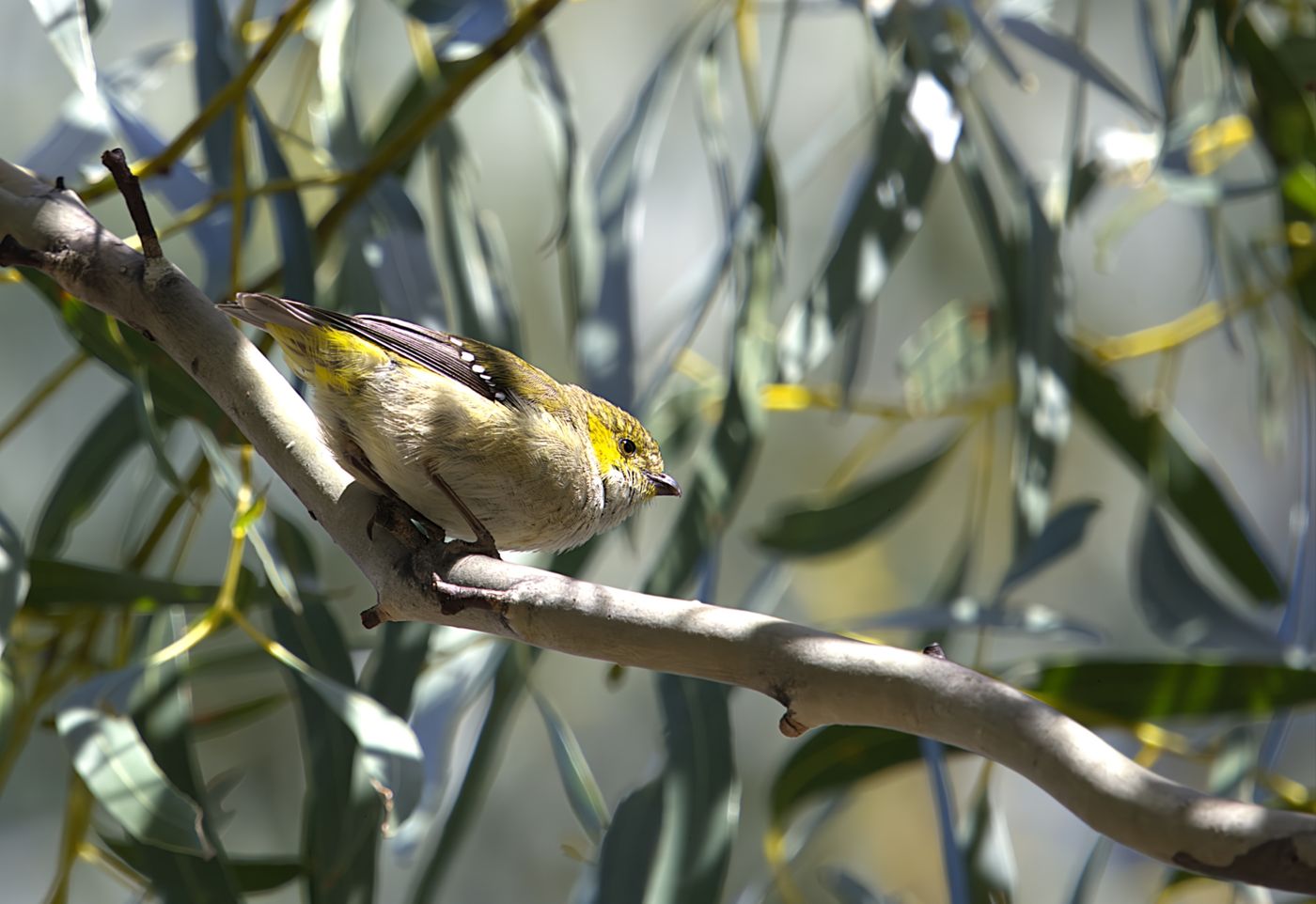 Forty spotted pardalote © Jan Kelchtermans