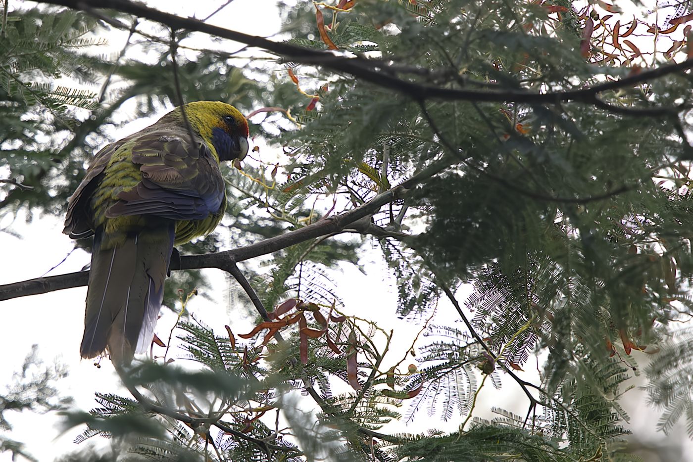 Green rosella © Jan Kelchtermans