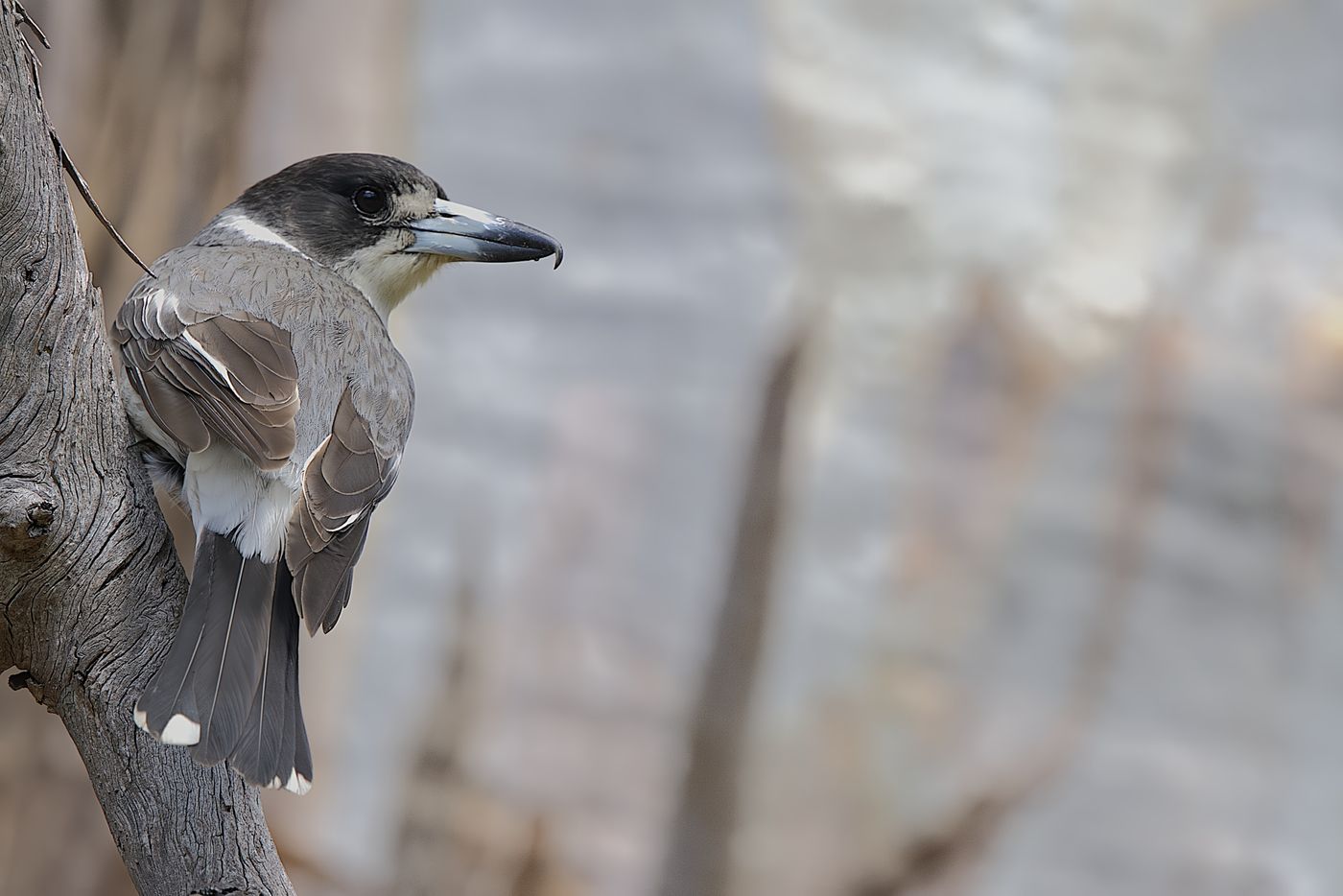 Grey butcherbird © Jan Kelchtermans