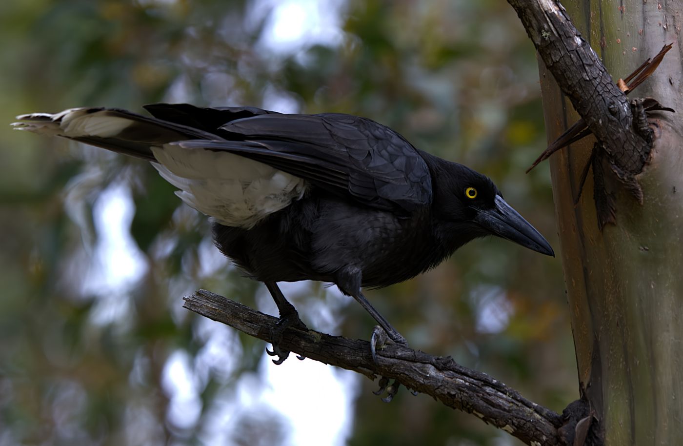 Grey currawong © Jan Kelchtermans