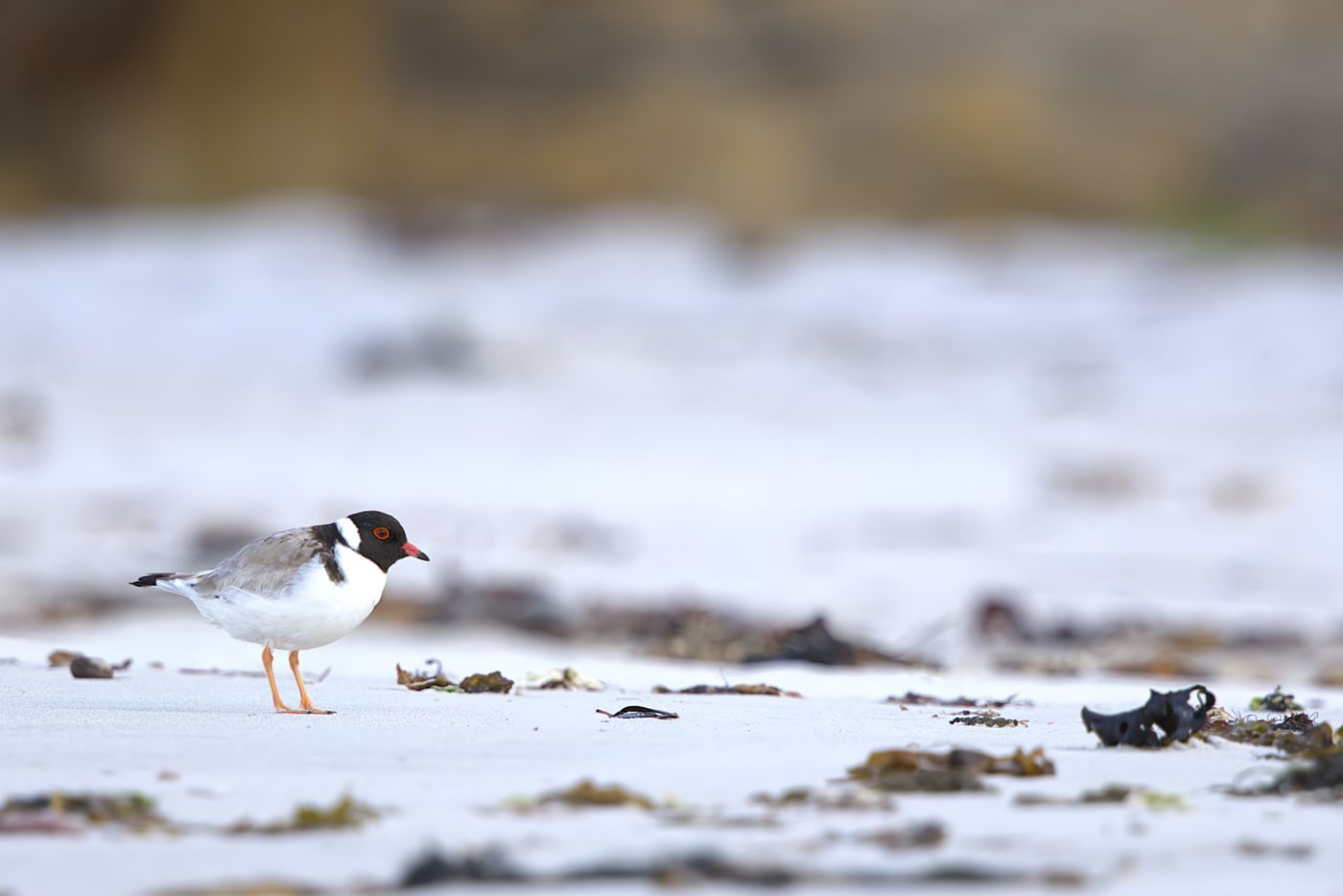 Hooded Plover © Jan Kelchtermans