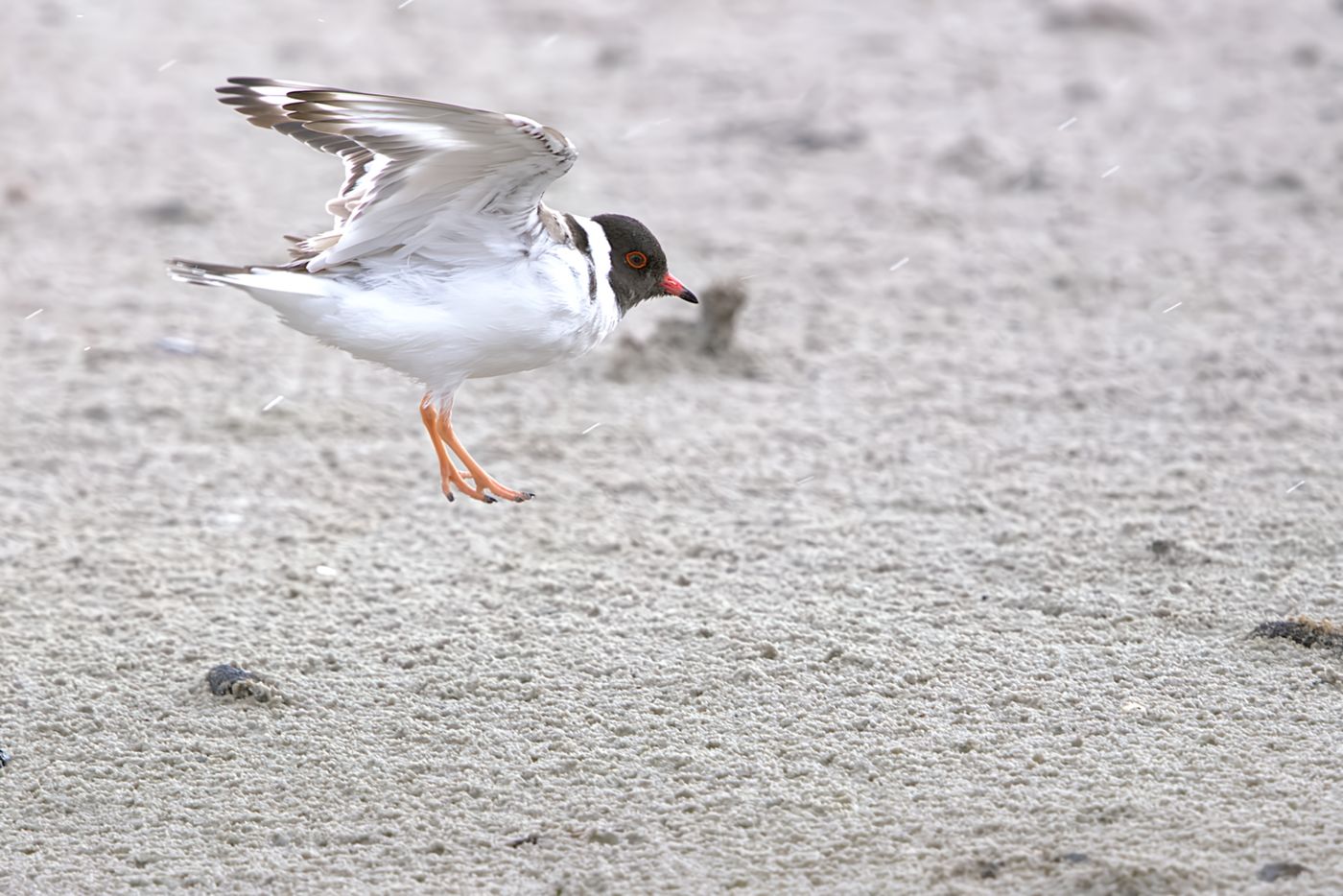 Hooded Plover © Jan Kelchtermans