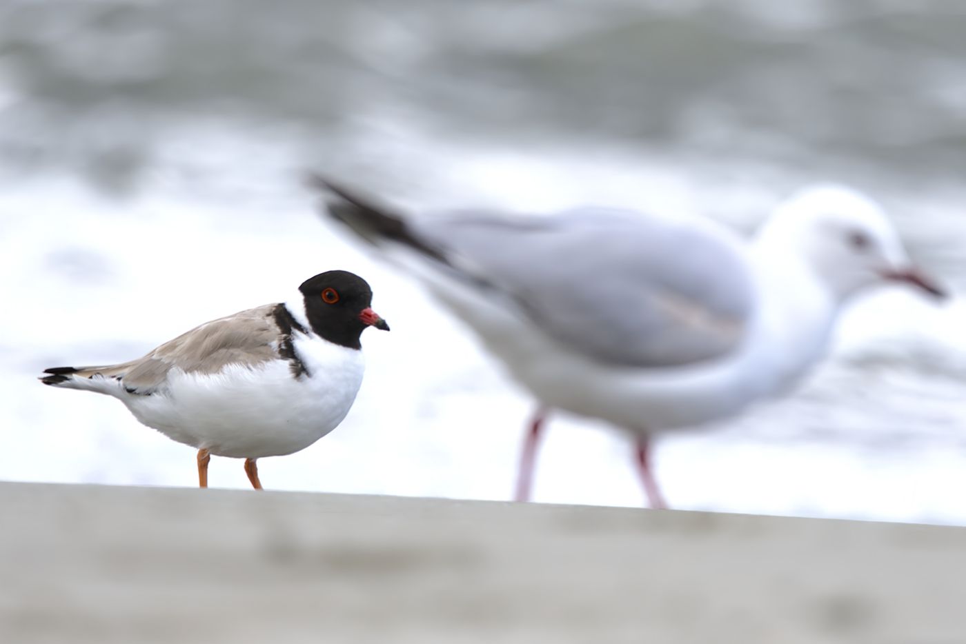 Hooded Plover © Jan Kelchtermans