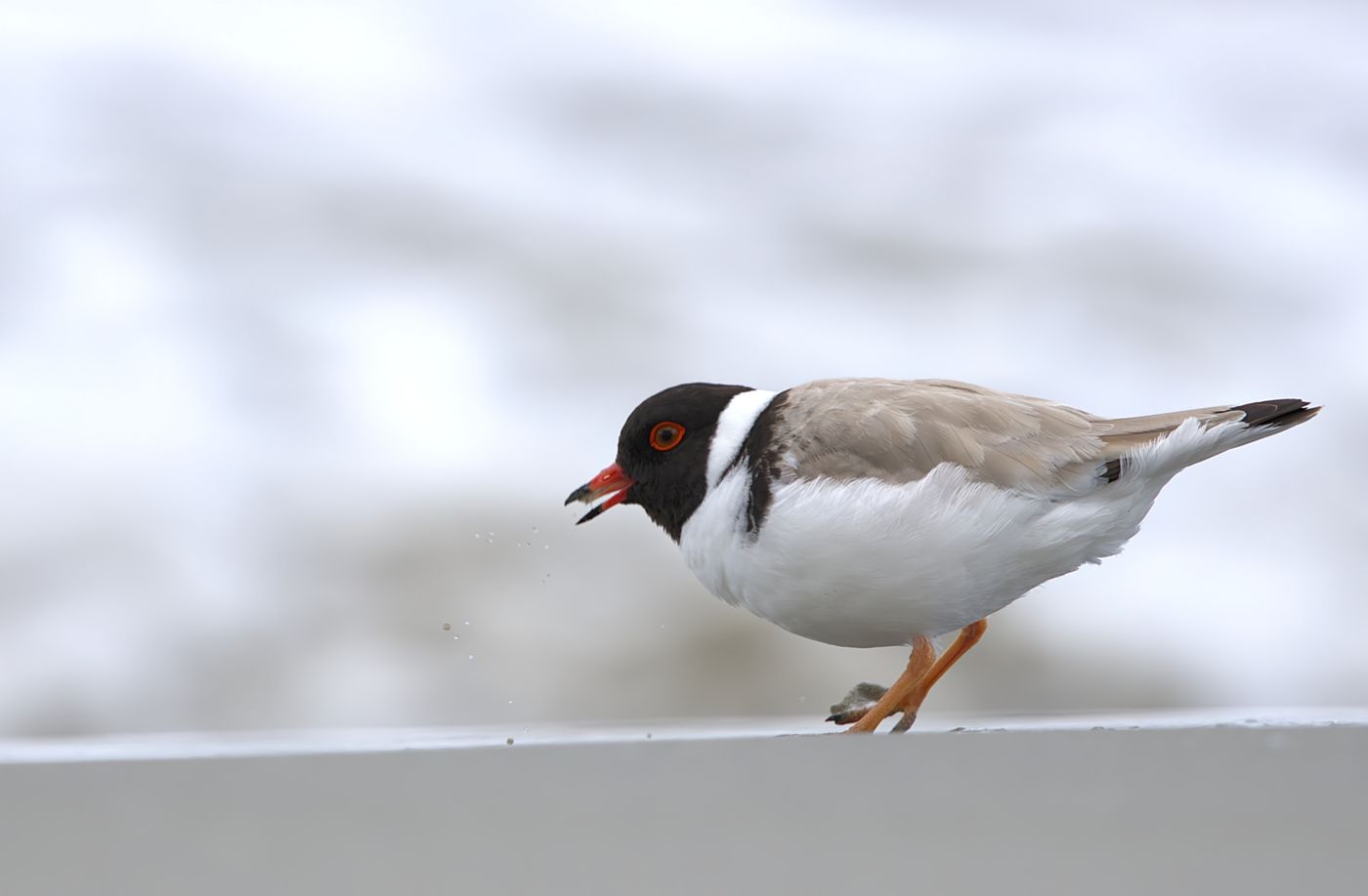 Hooded Plover © Jan Kelchtermans