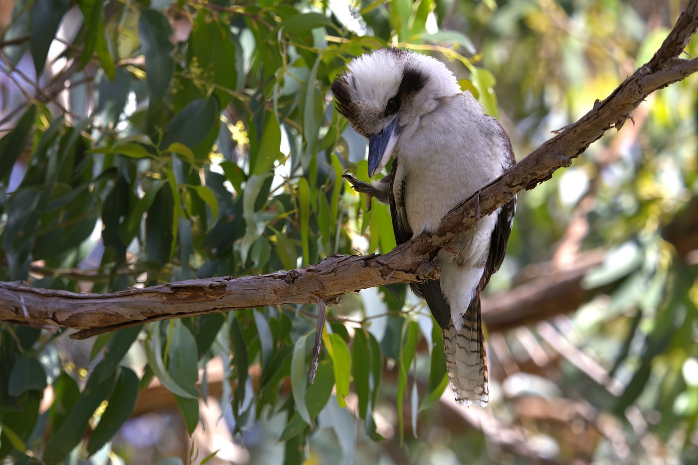Laughing kookaburra © Jan Kelchtermans