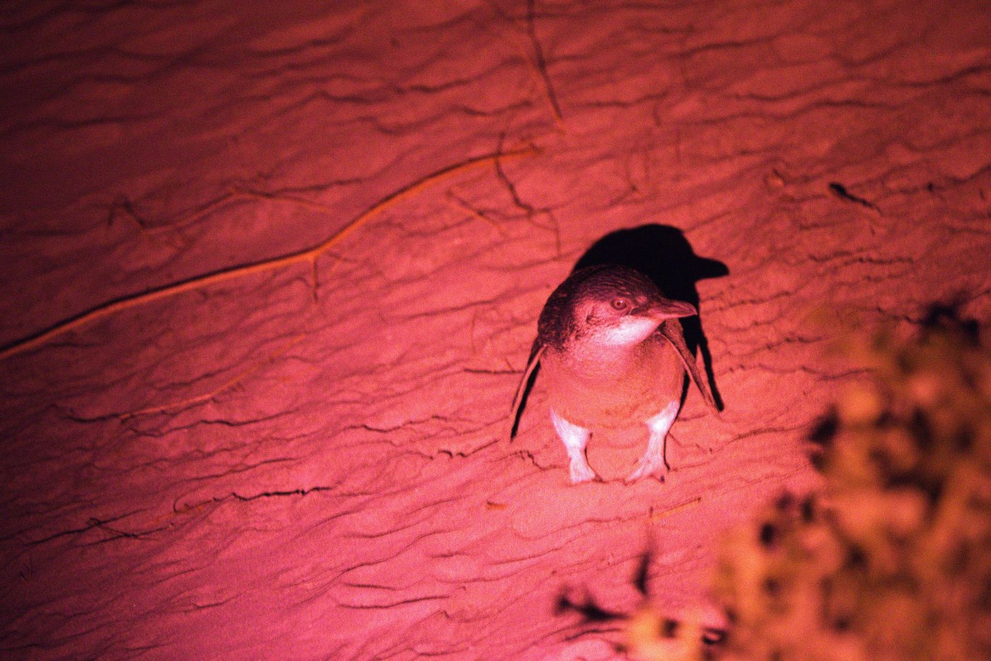 Little Penguin © Jan Kelchtermans