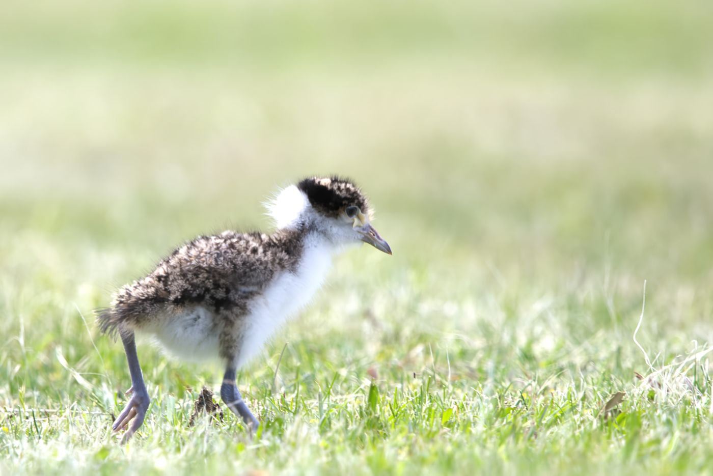 Masked lapwing © Jan Kelchtermans