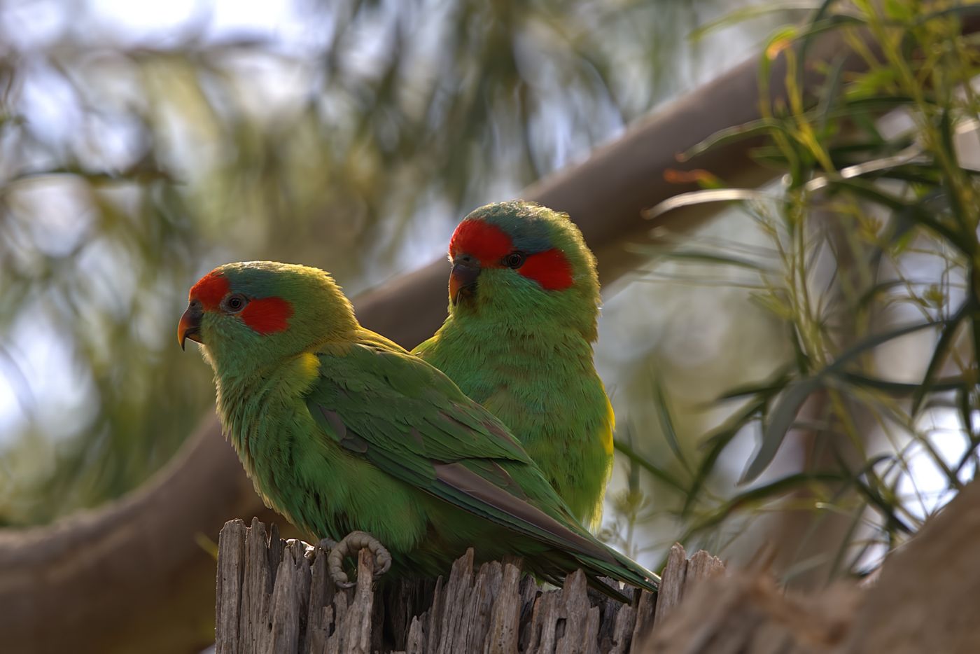 Musk lorikeet © Jan Kelchtermans