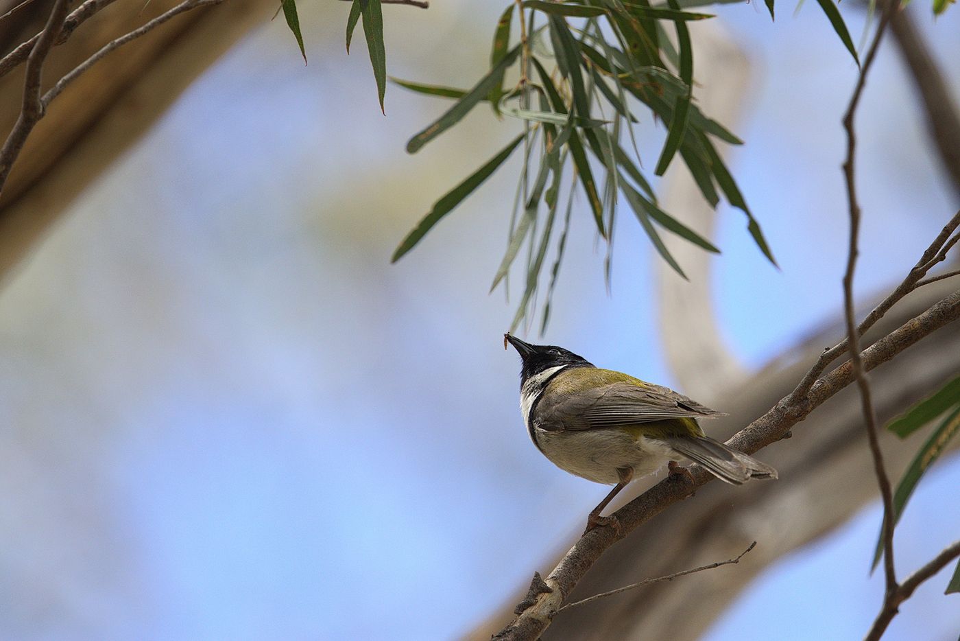 Strong billed Honeyeater © Jan Kelchtermans