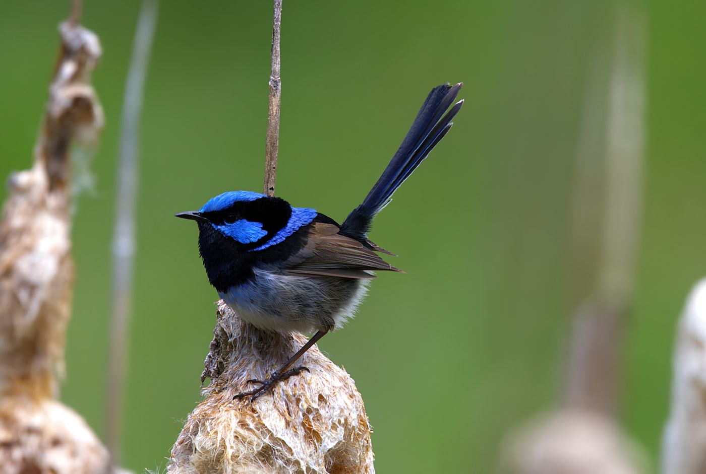 Superb fairy-wren © Jan Kelchtermans