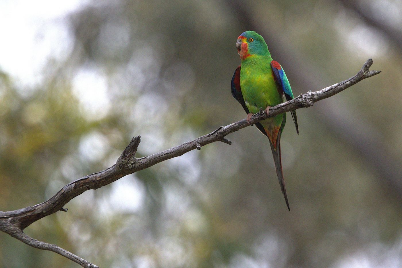 Swift Parrot © Jan Kelchtermans