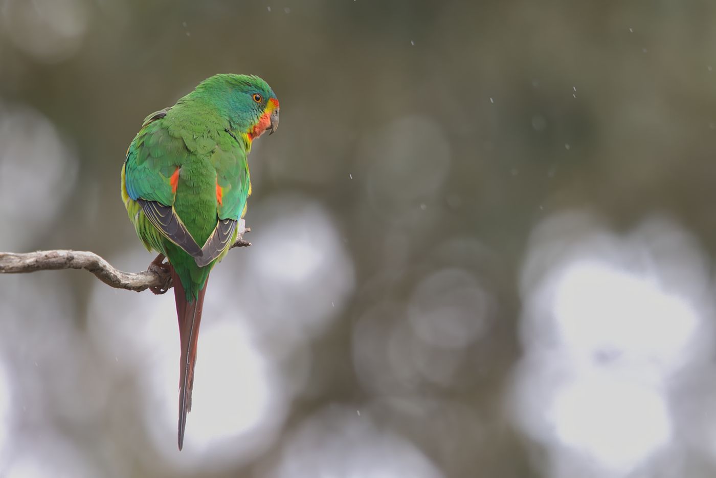 Swift Parrot © Jan Kelchtermans