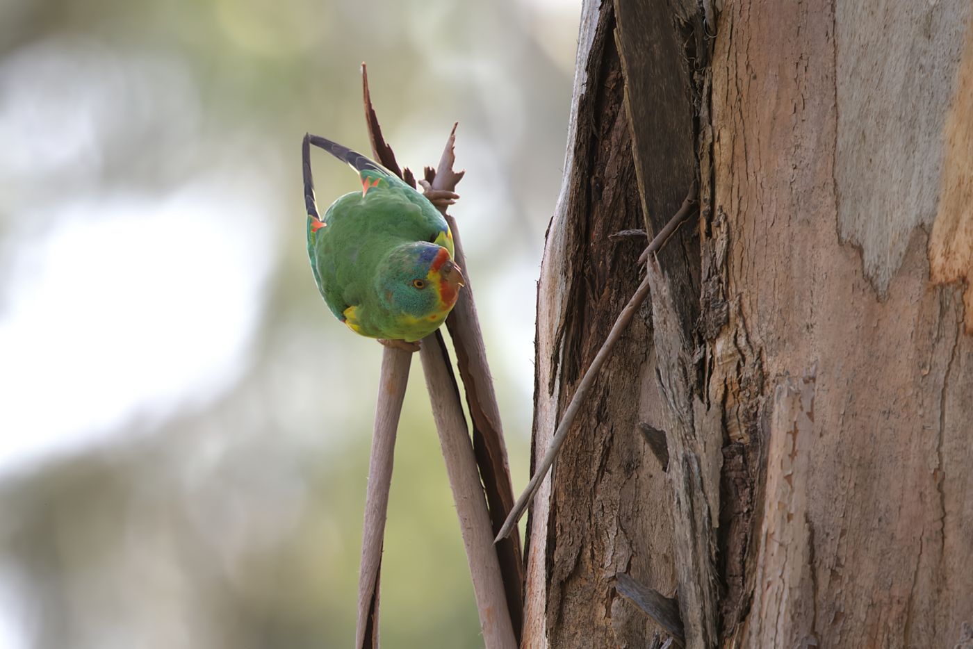 Swift Parrot © Jan Kelchtermans