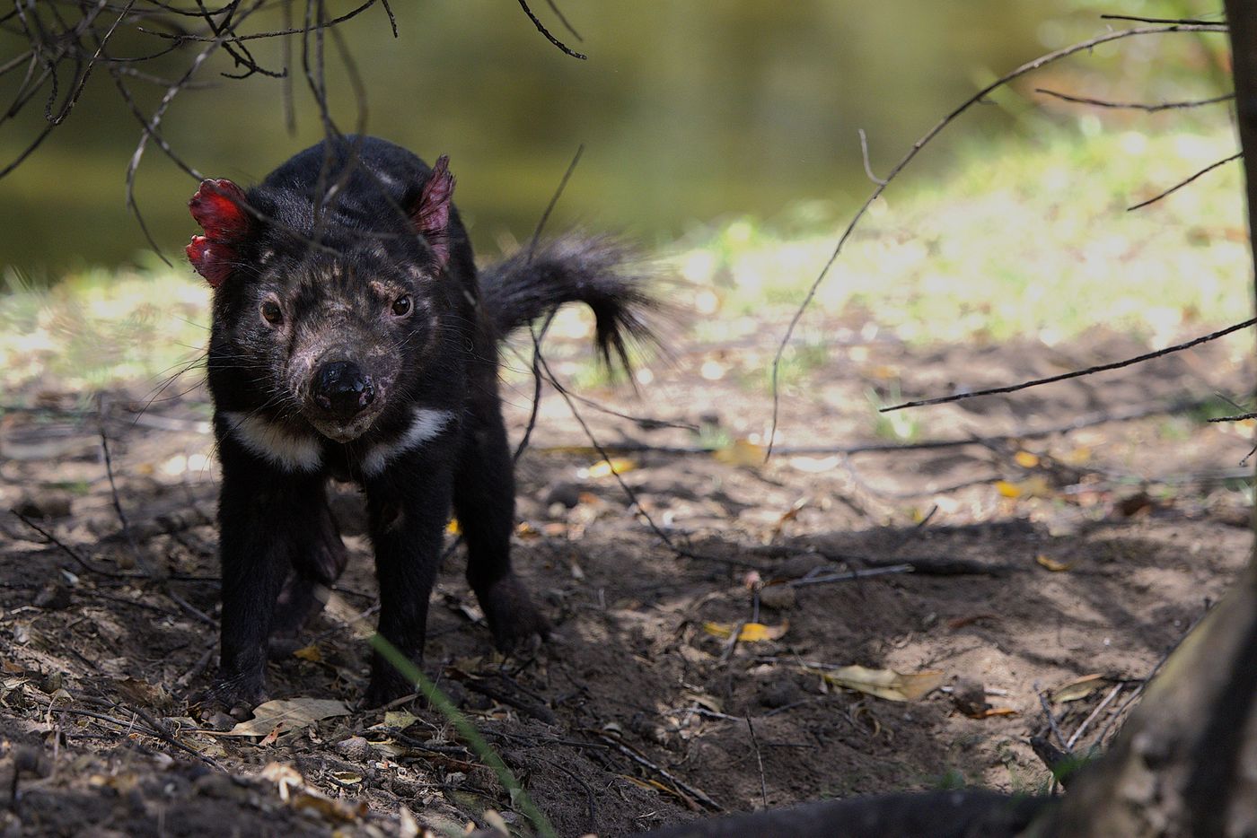 Tasmanian devil © Jan Kelchtermans