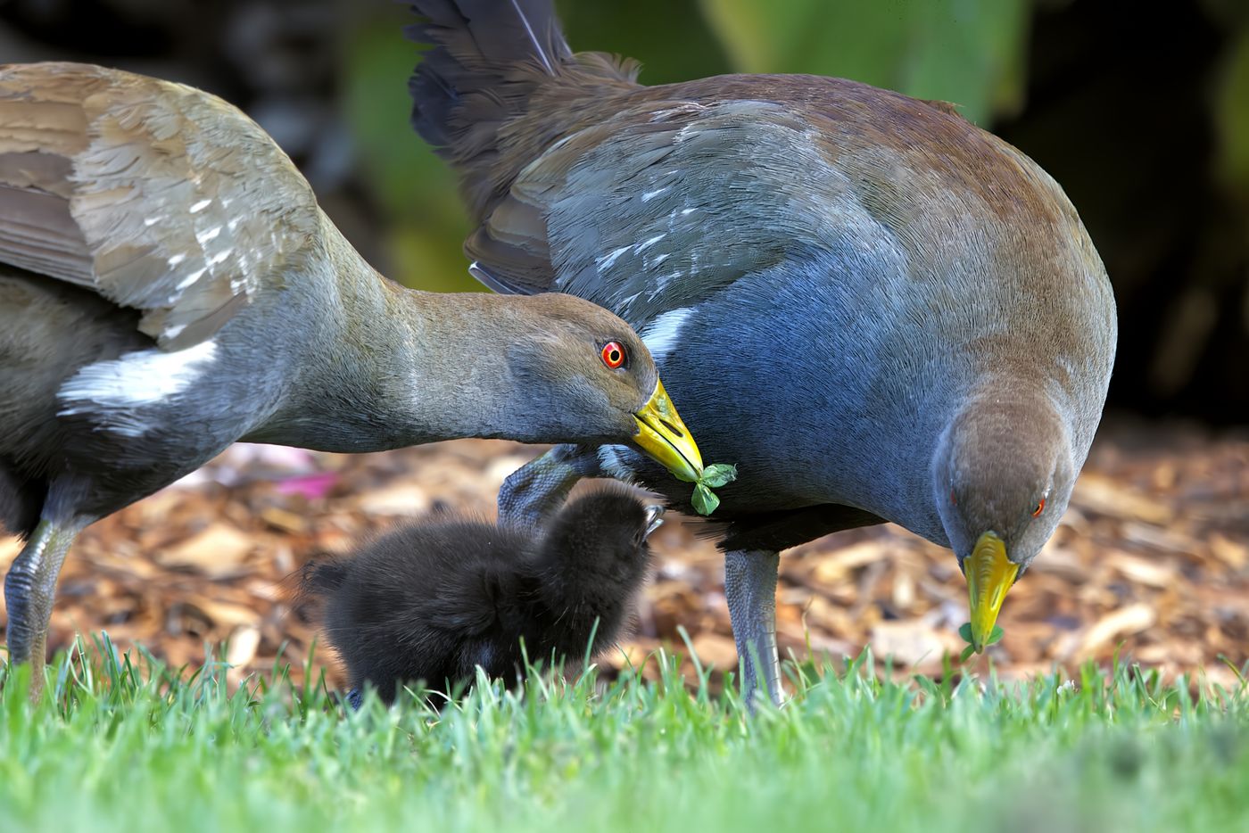 Tasmanian native hen © Jan Kelchtermans