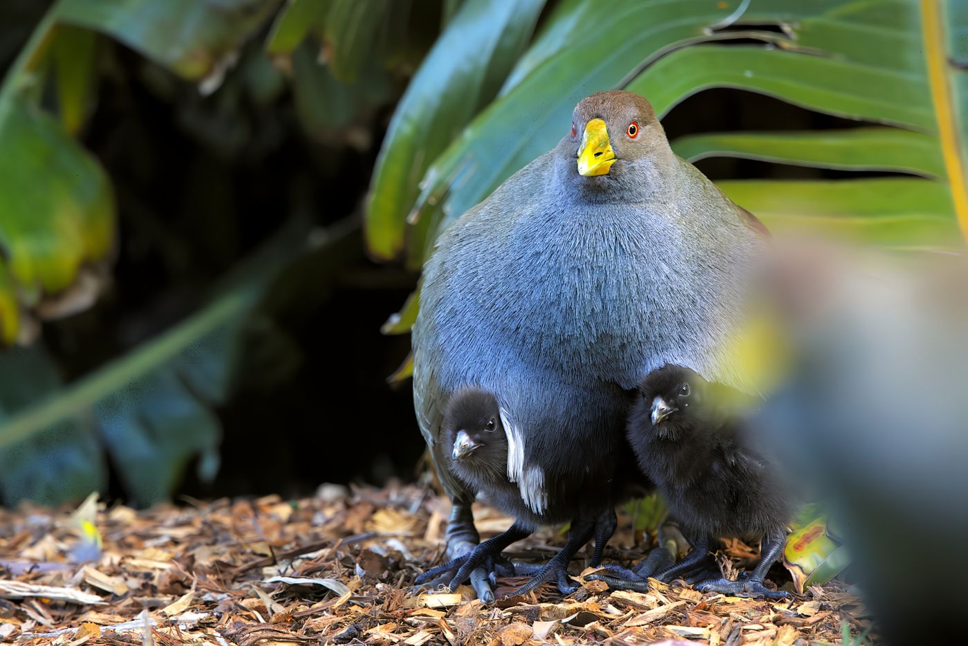 Tasmanian native hen © Jan Kelchtermans